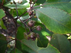 Cheirodendron trigynum