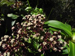 Dubautia raillardioides