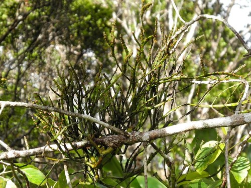 Korthalsella platycaula
