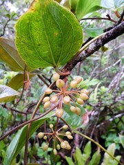 Smilax melastomifolia