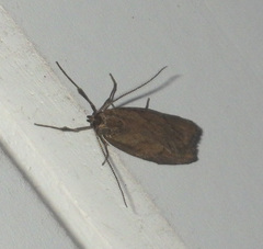 Diurnea lipsiella