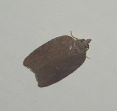 Acleris sparsana