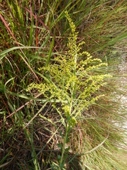 Solidago radula