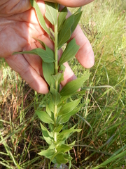 Solidago radula