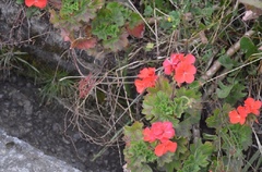 Pelargonium × hybridum