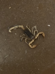 Smeringurus vachoni