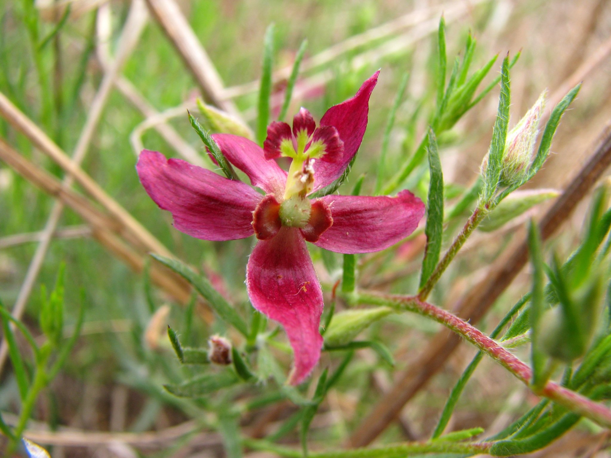 Krameria lanceolata