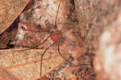 Leiobunum depressum