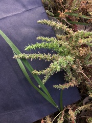 Crassula colorata