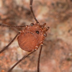 Leiobunum depressum