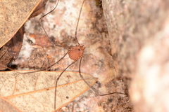 Leiobunum depressum