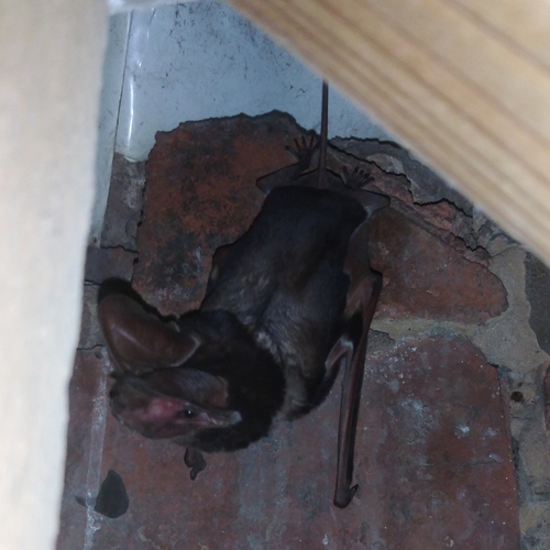 Large-eared Giant Mastiff Bat