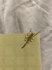 Stahnkeus deserticola