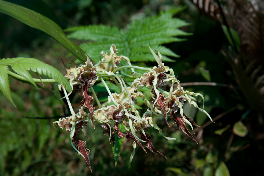 Dendrobium spectabile (Blume) Miq. 2