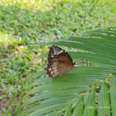 Elymnias hypermnestra undularis