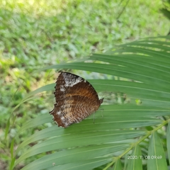 Elymnias hypermnestra undularis