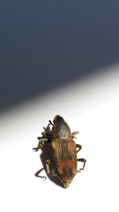 Rhabdoscelus obscurus