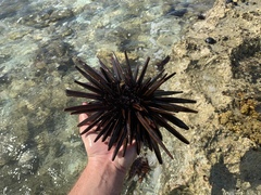 Heterocentrotus trigonarius