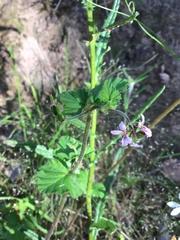 Pelargonium inodorum