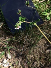 Pelargonium inodorum
