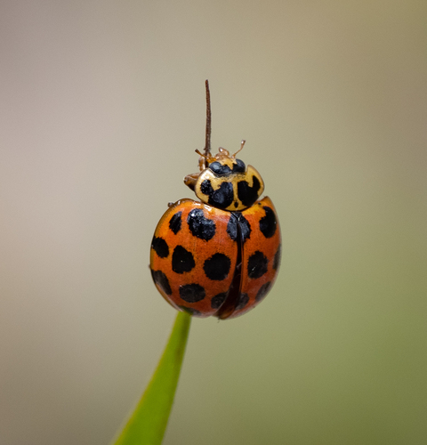 Large Spotted Ladybird photo 5