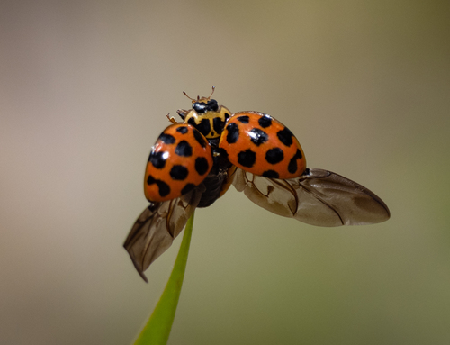 Large spotted ladybird