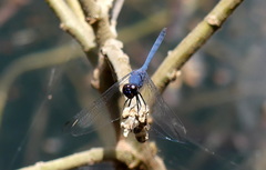 Trithemis furva