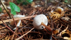 Rhodocollybia butyracea