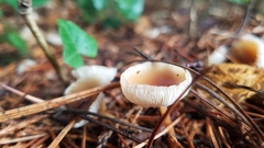 Rhodocollybia butyracea