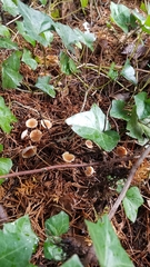 Rhodocollybia butyracea