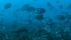 Caesioperca lepidoptera