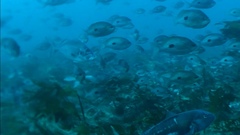 Caesioperca lepidoptera