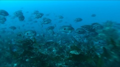 Caesioperca lepidoptera