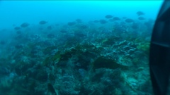 Caesioperca lepidoptera