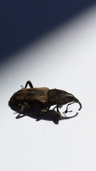 Rhabdoscelus obscurus