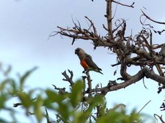 Poicephalus rufiventris