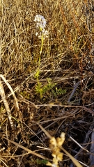 Polemonium occidentale occidentale