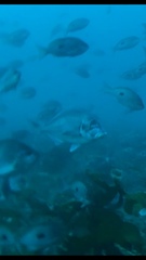 Latridopsis ciliaris