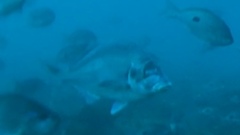 Latridopsis ciliaris