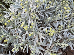 Crossostephium chinense