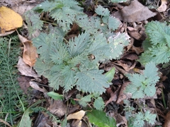 Urtica dioica