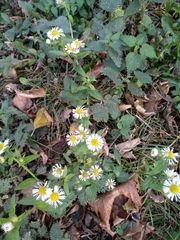 Erigeron annuus