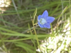 Wahlenbergia gracilenta