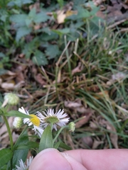Erigeron annuus