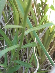 Wahlenbergia gracilenta