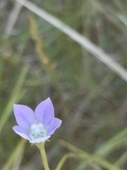 Wahlenbergia gracilenta