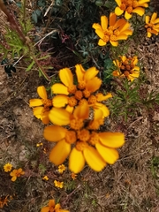 Dyssodia decipiens