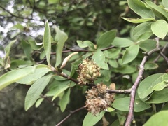 Olearia fragrantissima