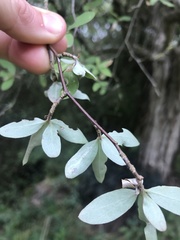 Olearia fragrantissima