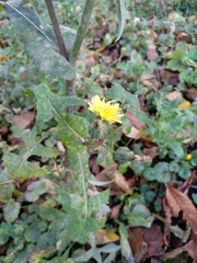 Sonchus oleraceus